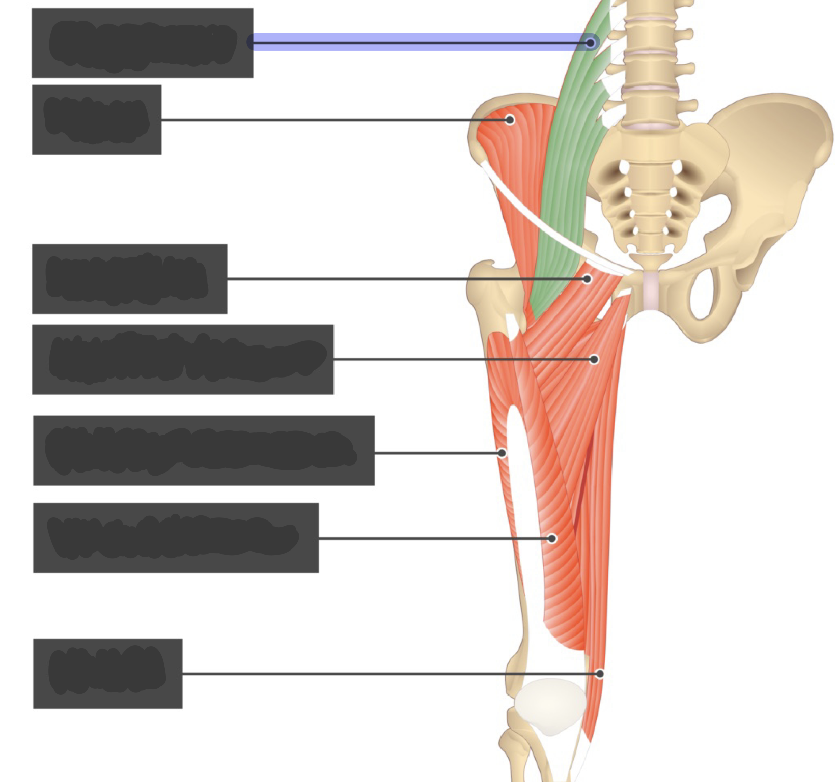 <p>Flexes hip (femur)</p>