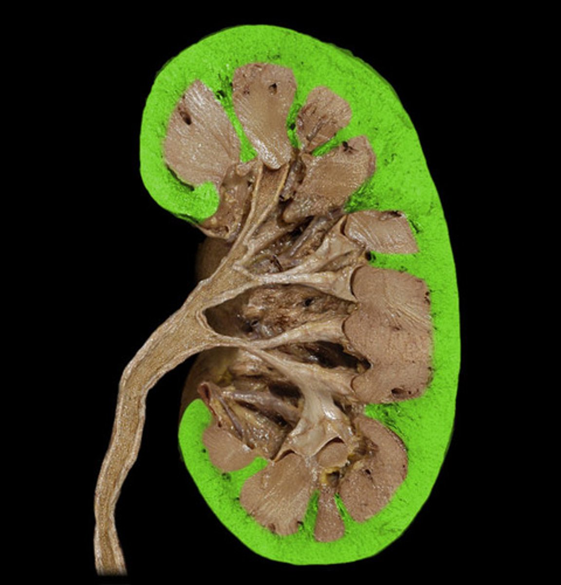 <p>outer region of the kidney; filtration and reabsorption</p>