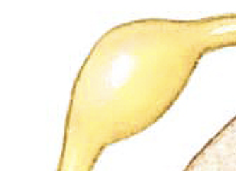 <p><span>contains cell bodies of sensory neurons</span></p>