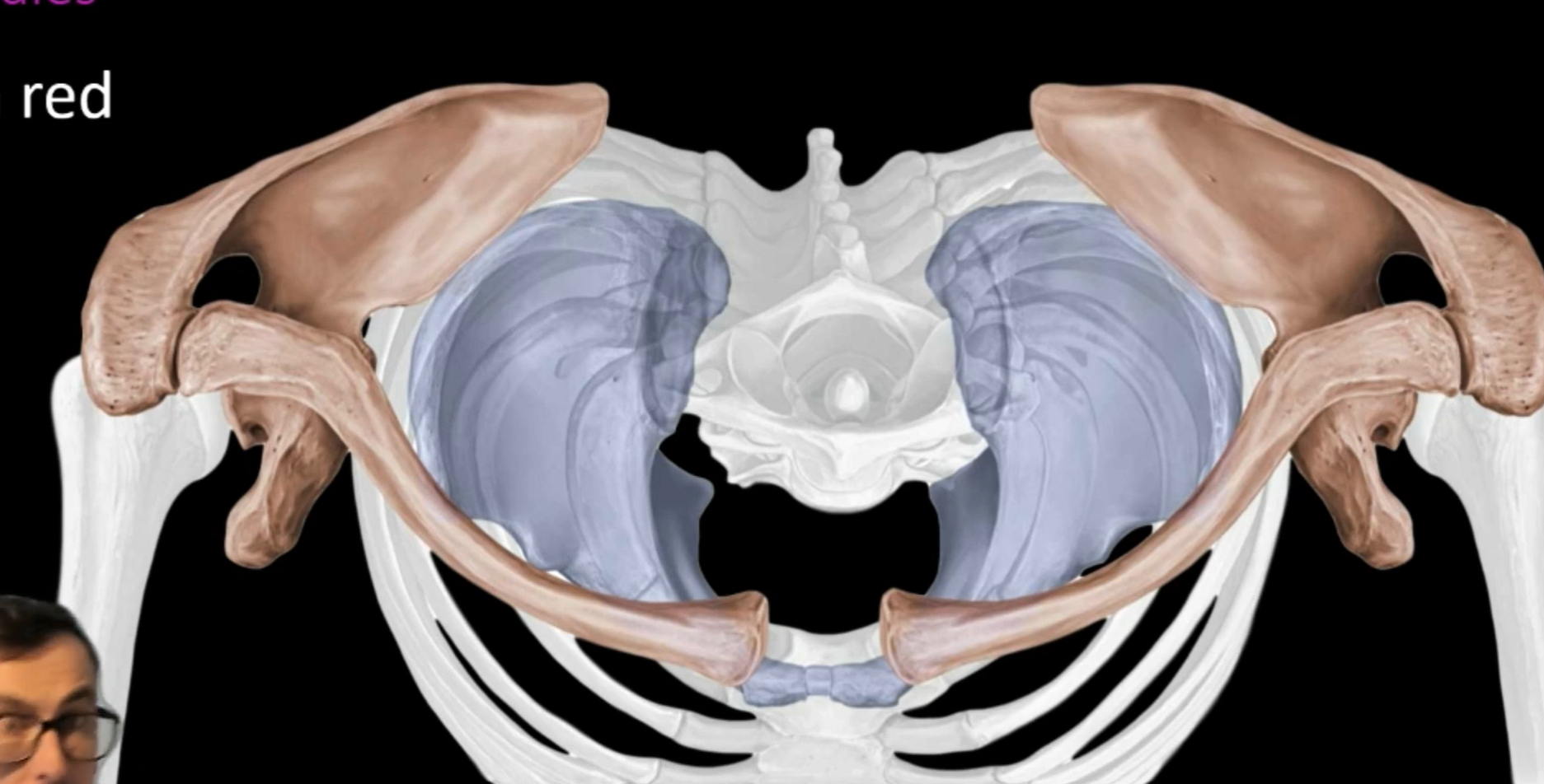 <p>Which girdle?</p>