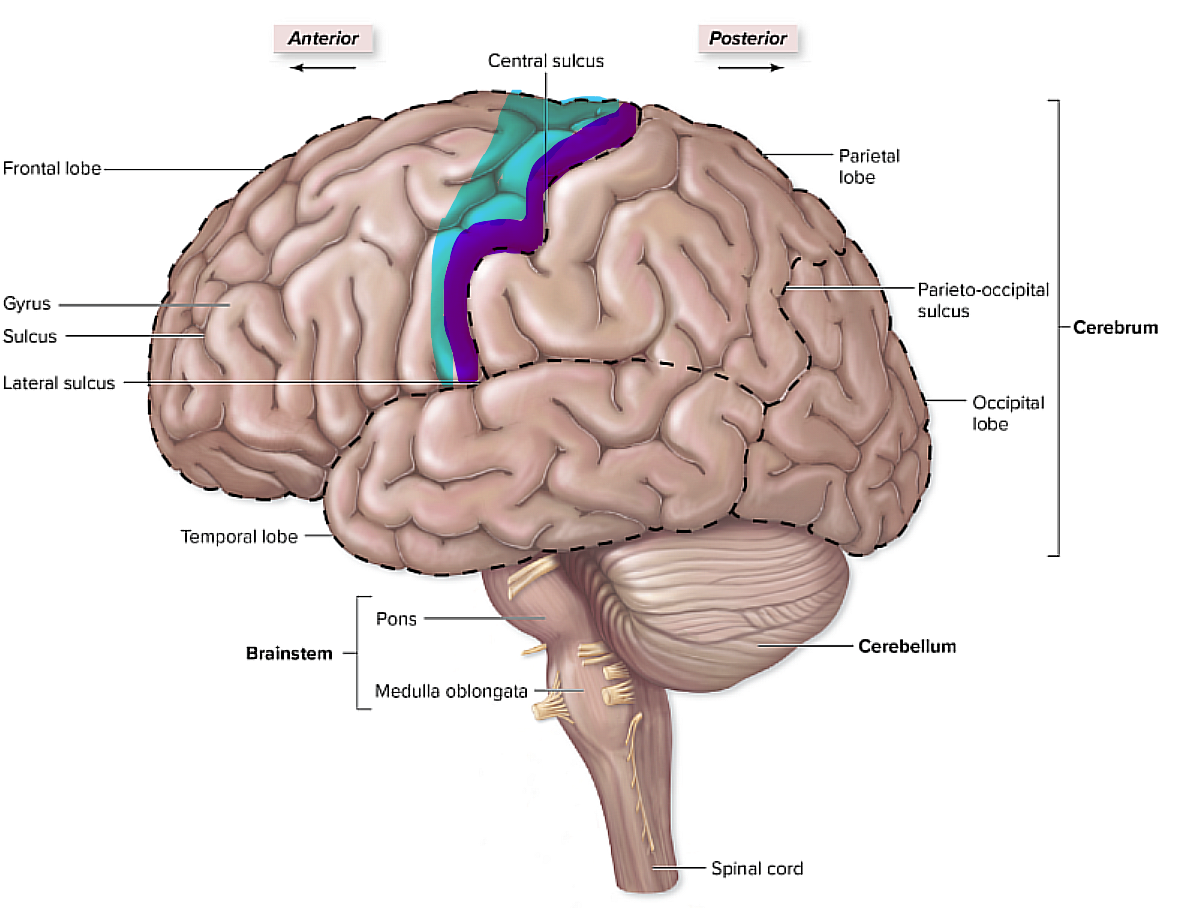 <p>they are basically in the same place of the frontal lobe</p><p>the premotor plans for the voluntary movement where the primary motor is involved more in the execution of the voluntary movements</p>