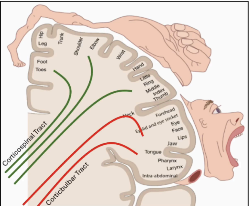 <p>Corticospinal tract</p>