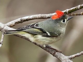 <p>Ruby-crowned Kinglet</p>