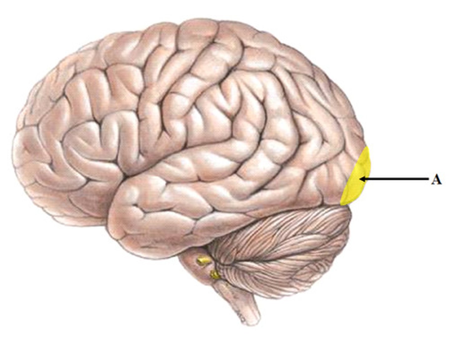 <p>-Extreme posterior tip of occipital lobe</p><p>-Most buried in calcarine sulcus of occipital lobe</p><p>-Receives visual information from retinas</p>
