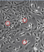 <p>Round up In order to go through division cells detach and look round rather than flat</p>