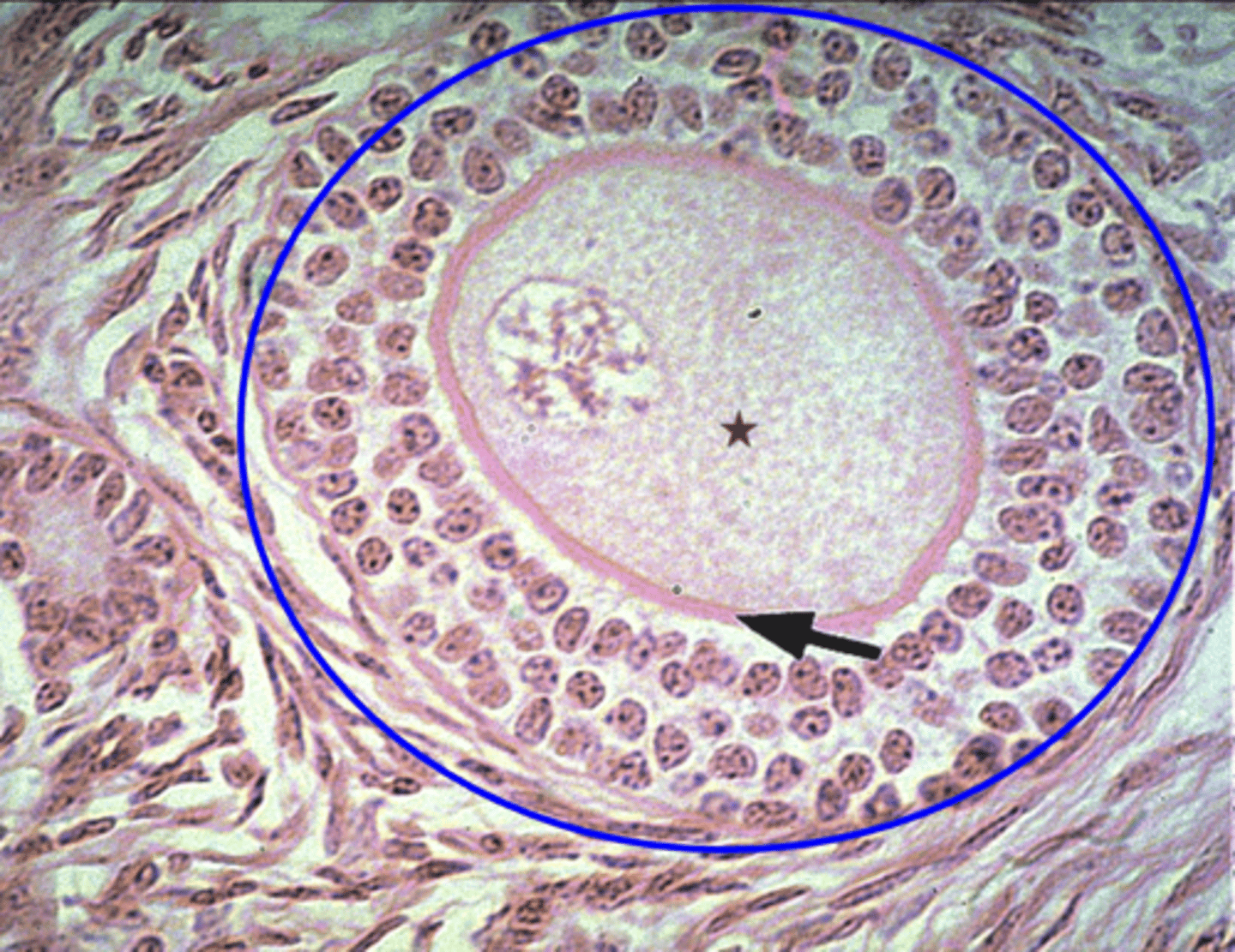 <p>What is the blue circle?</p>