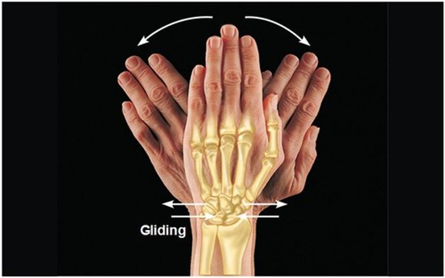 <p>gliding movement</p>
