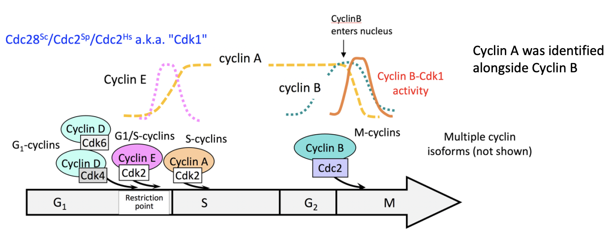 <ul><li><p>stage specific cyclin</p></li></ul><p><strong>and</strong></p><ul><li><p>stage specific cdk subunits!</p></li></ul><p></p><p>Together: make stage specific CDK complexes</p><ul><li><p>play critical role in ordering evening cell cycle</p></li><li><p>controlled by oscillating cyclins</p><ul><li><p>how work??</p></li></ul></li></ul><p></p>