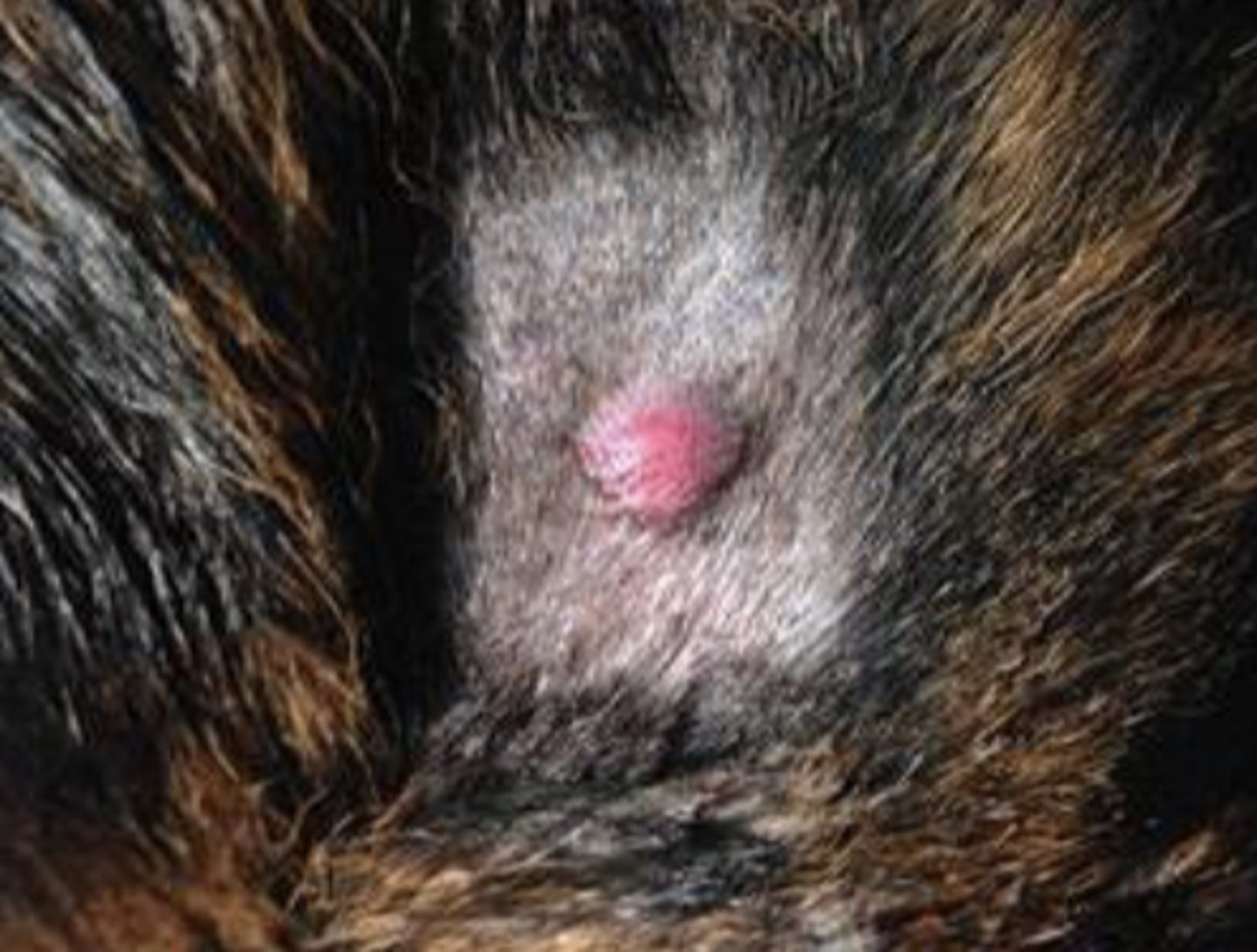 <p>What type of round cell tumor is this?</p>