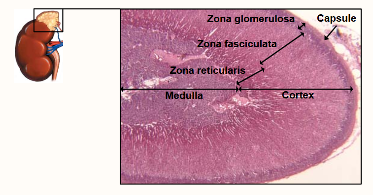 <p>Sit above the kidneys<br>Composed of Cortex:<br><span style="color: rgb(255, 255, 255);"><span>Comprises 80-90% of adrenal weight and has 3 distinct zones:<br>• Zona glomerulosa (outer)<br>• Zona fasciculata (middle)<br>• Zona reticularis (inner)</span></span></p><p><span style="color: rgb(255, 255, 255);"><span>Medulla:<br>• Comprises 10-12% of adrenal weight:<br>• Major product is epinephrine<br>• Highly specialised part of the sympathetic nervous system</span></span></p><p></p>