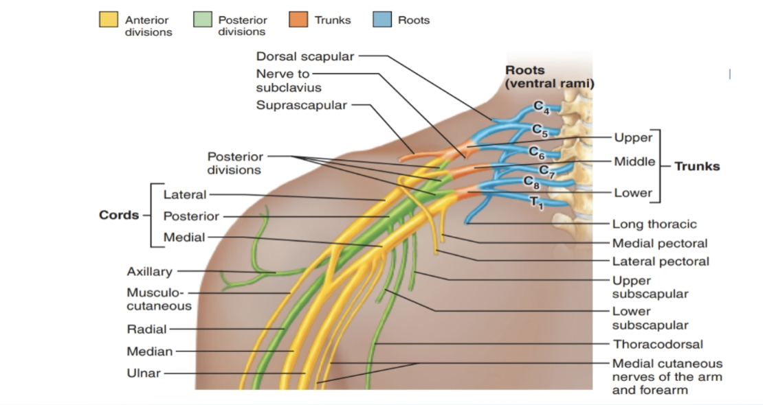 <p>Brachial Plexus</p>