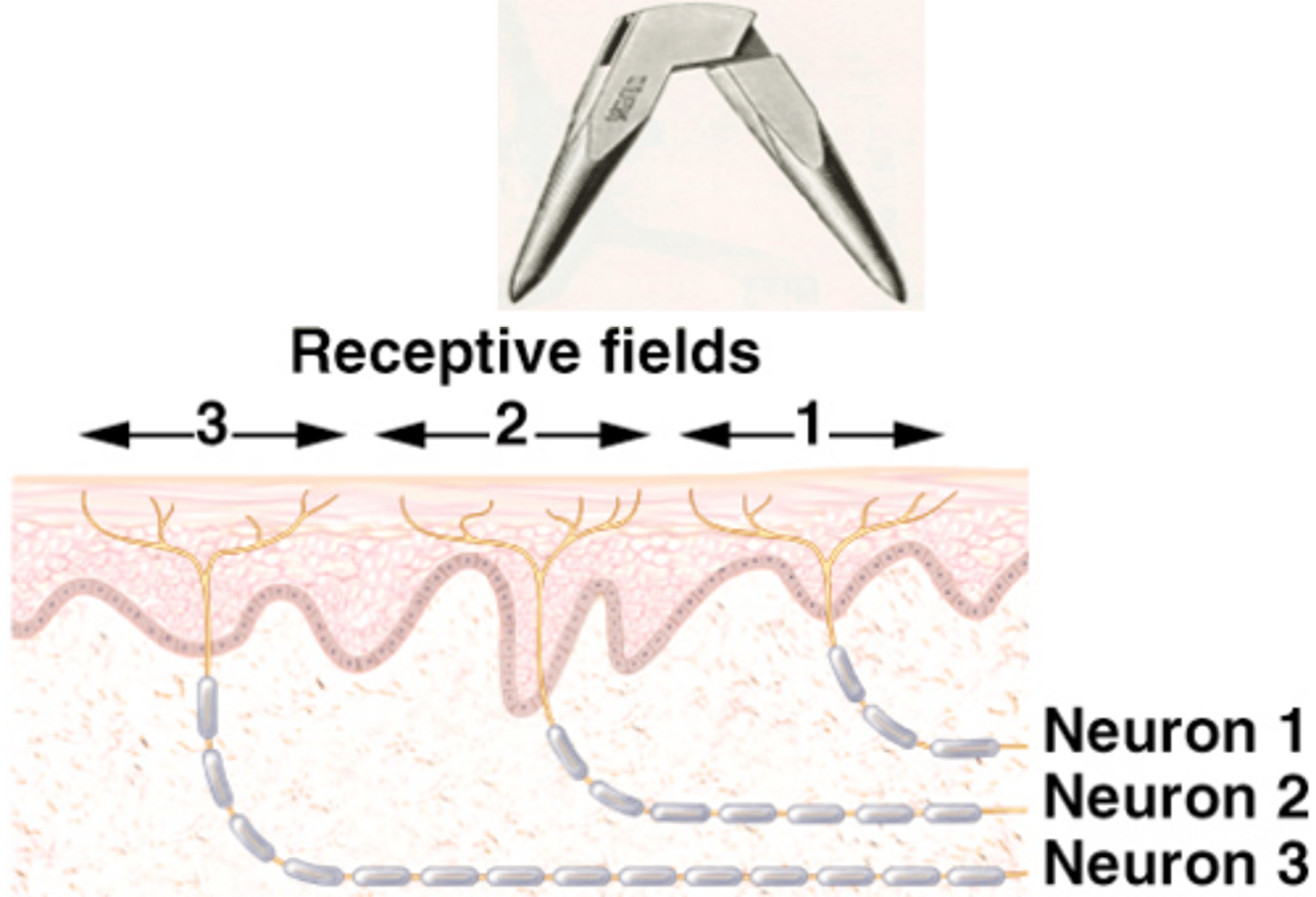 <p>The size of the receptive field for any particular neuron will vary depending on what?</p>
