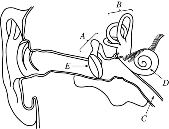 <p>B</p>