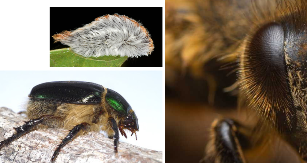 <p><span style="color: rgb(7, 2, 2);">Little hairs<br>• In pollinators: collect pollen<br>• In caterpillars: defense</span></p>
