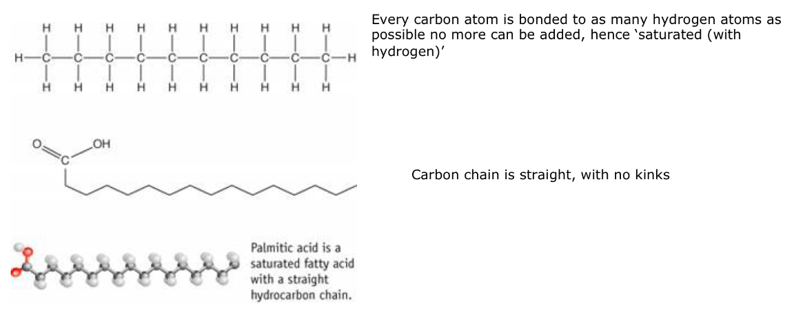 <p>This is because saturated triglycerides means that all carbons are linked to as many hydrogens as possible and can form many intermolecular bonds between molecules.</p><p>This forms straight chains, and is a fixed structure so it is a solid and has a higher melting point.</p><p></p><p>Unsaturated triglycerides have carbon-carbon double bonds which forms bent and kinked chains and have fewer intermolecular bonds between molecules.</p><p>This means that they cannot pack as closely together and therefore is liquid and has a lower melting point.</p>