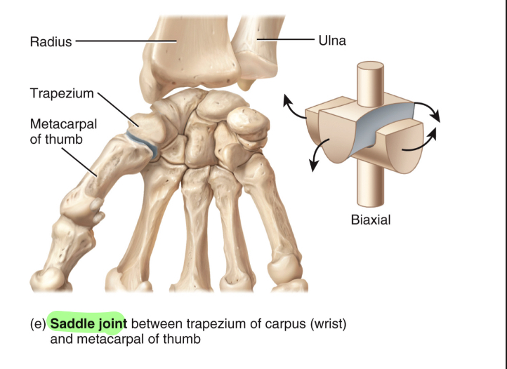 <ul><li><p>articular surface of one bone is saddle-shaped, articular surface of other bone “sits in saddle</p></li><li><p>Flexion/extension, abduction/adduction</p></li></ul><p></p>