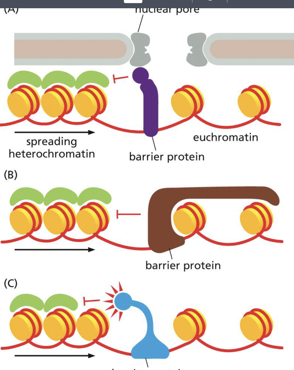<p>three kinds of barrier proteins</p>