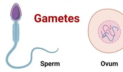 <p>haploid sex cells, ex sperm and egg</p>