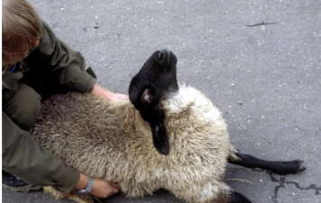 <p>AKP store husdyr blok 1 2024</p><p>Hvilket kliniske tegn ses hos fåret og hvilke mulige årsager kan der være hertil?</p><p>1 Stiv nakke - Differential diagnoser: meningitis, cervical fraktur </p><p>2 Nystagmus - Differential diagnoser: Blindhed eller vestibulær lidelse </p><p>3 Opistotonus - Differential diagnoser: Blyforgiftning eller listeriose </p><p>4 Stjernekigger - Differential diagnoser: Polioencephalomalaci eller sulfatforgiftning</p>