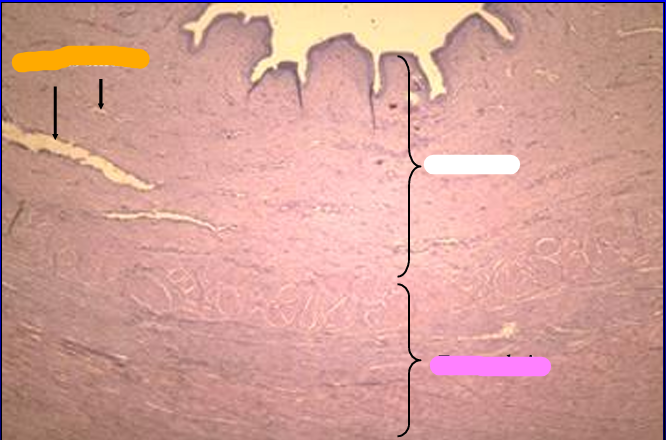 <p>Identify the structure:</p><p>Specie:</p><p>Orange:</p><p>White:</p><p>Pink:</p>
