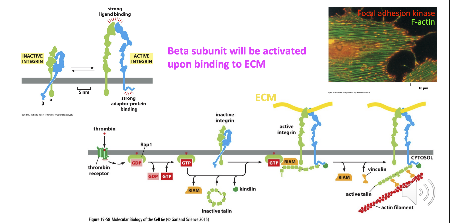 <p>intracellular signalling</p><p>(integrin beta subunit will be activated upon binding to ECM = recruits intracellular adaptor proteins)</p>