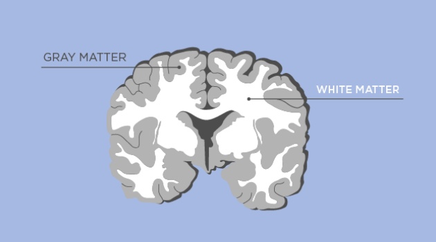 <ul><li><p>white matter: bundles of myelinated axons</p></li></ul><ul><li><p>grey matter: neuron cell bodies and dendrites</p></li></ul><p></p>