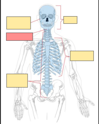 <p>hint: axial skeleton</p>