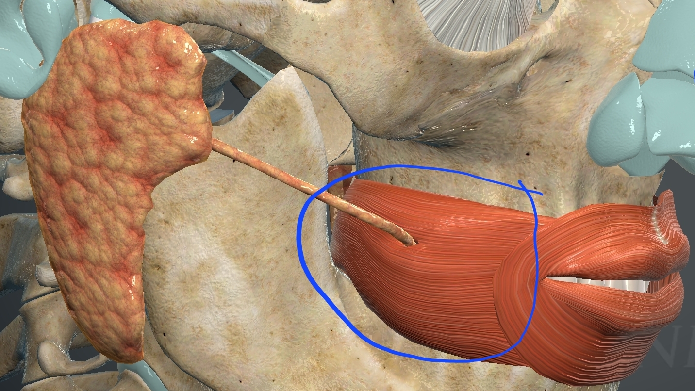 <p>What is this muscle?</p>