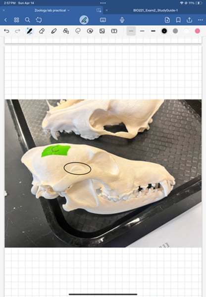 <p>a flat structure sticking up from the lower jaw</p>