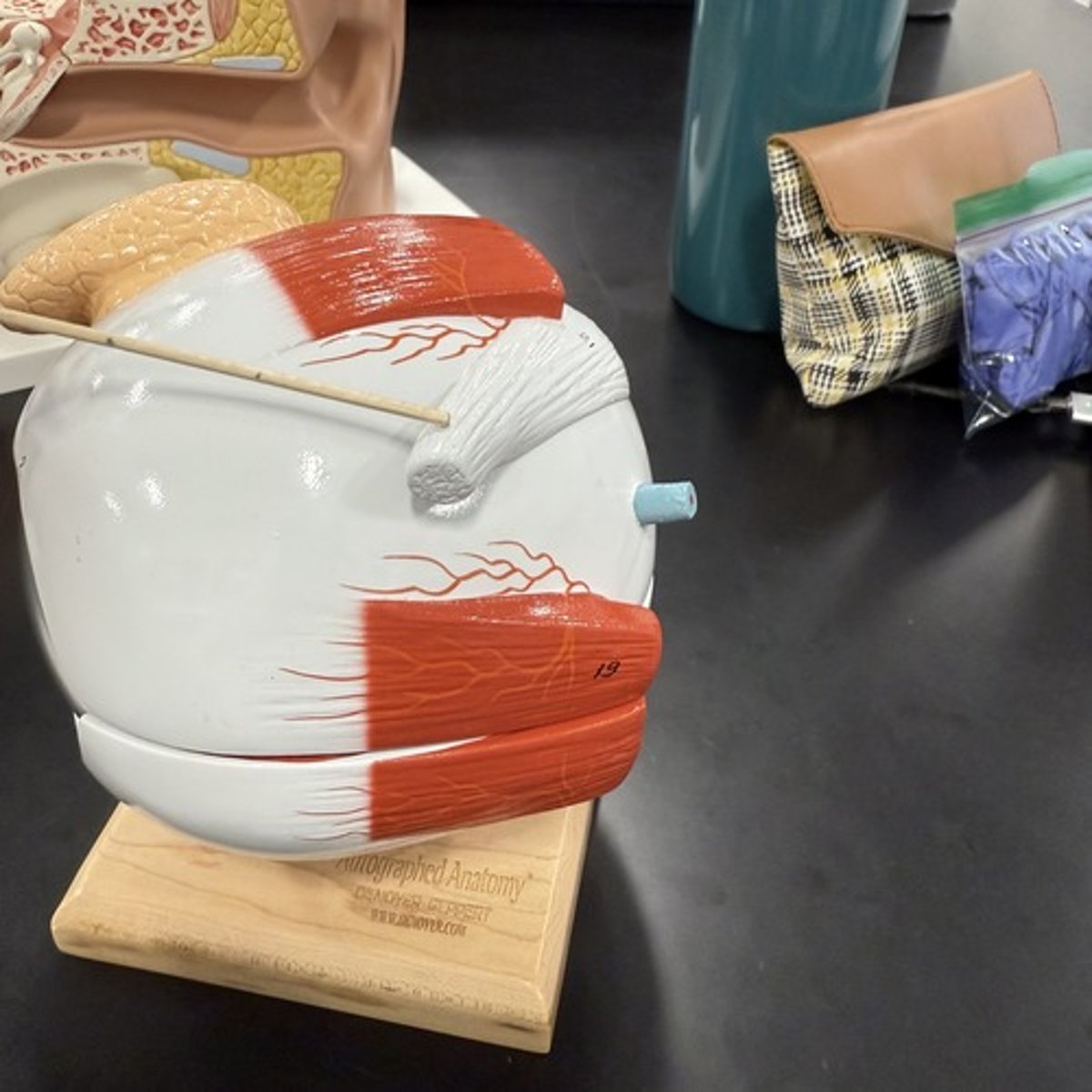 <p>What is this structure?</p>