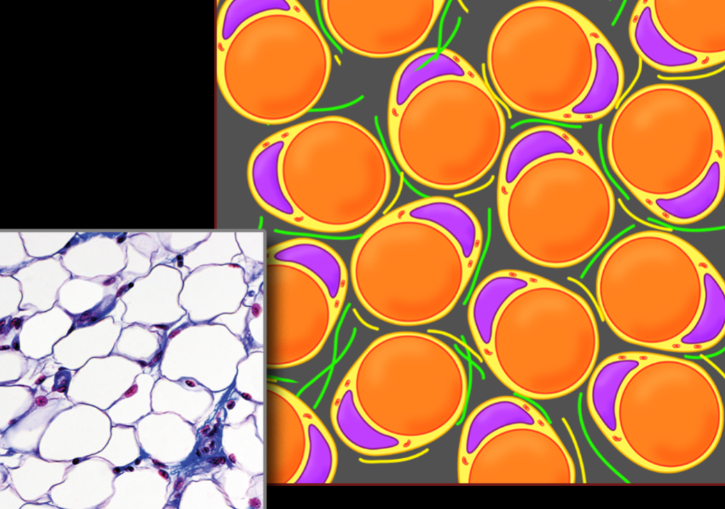 <p>Name, Distribution, Function</p>