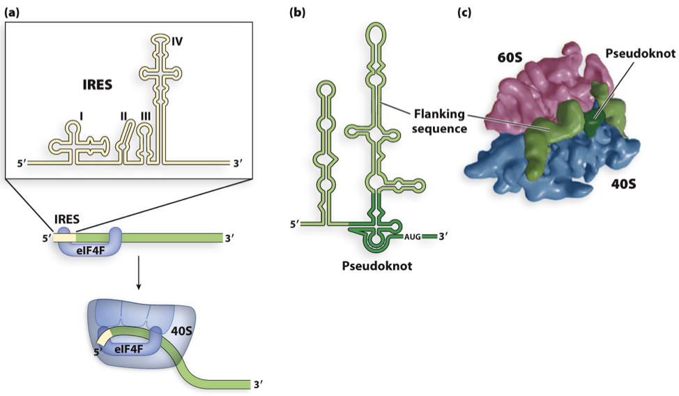 <ul><li><p>can start translation at IRES site (internal ribosome entry site) when 5’cap missing – used by viruses and bacteria</p></li><li><p>IRES recognized by eIF4F initiation factor</p></li></ul>