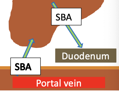 <p>dont need to fast, >20umol/L sensitive for equine liver disease</p><p>-single sample is adequate</p><p>-sample is stable</p><p>-poor discrimination of cause</p><p>- increases if anorexic for more than 3 days</p>