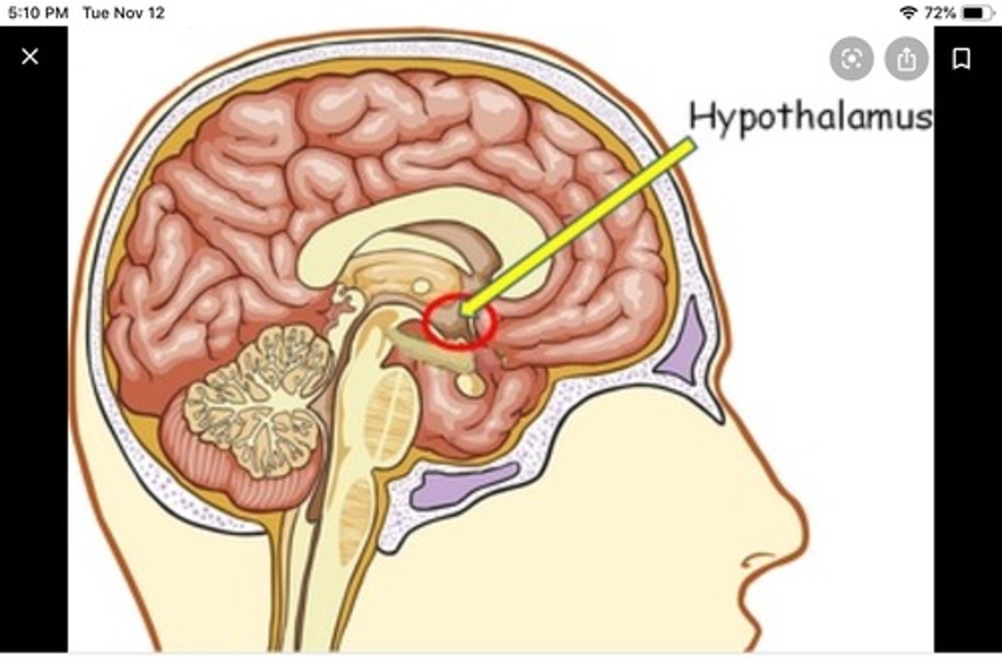 <p>Hypothalamus</p>