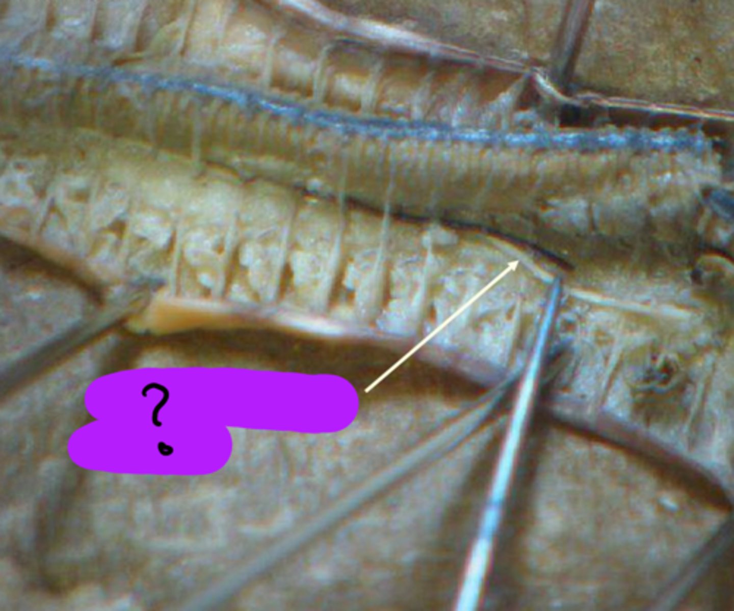 <p>Label ?</p>