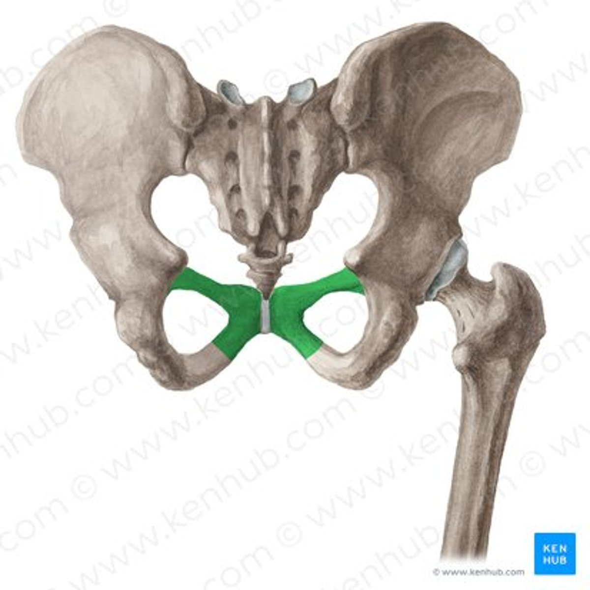 <p>the middle, thinnest portion of the hip bone</p>