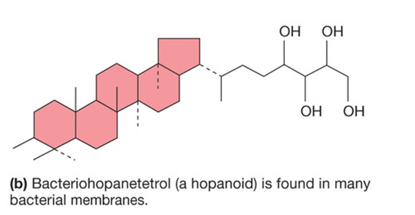 <p>A bacteriohopanetetrol (a hopanoid) is found in bacteria</p>