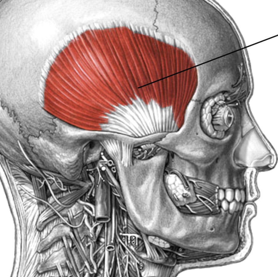 <p>Which muscle of mastication is:</p><ul><li><p>At the temporal bone</p></li><li><p>Action: close jaw &amp; retract mandible</p></li><li><p>Nerve: <span style="color: yellow;">CN V</span></p></li></ul><p></p>