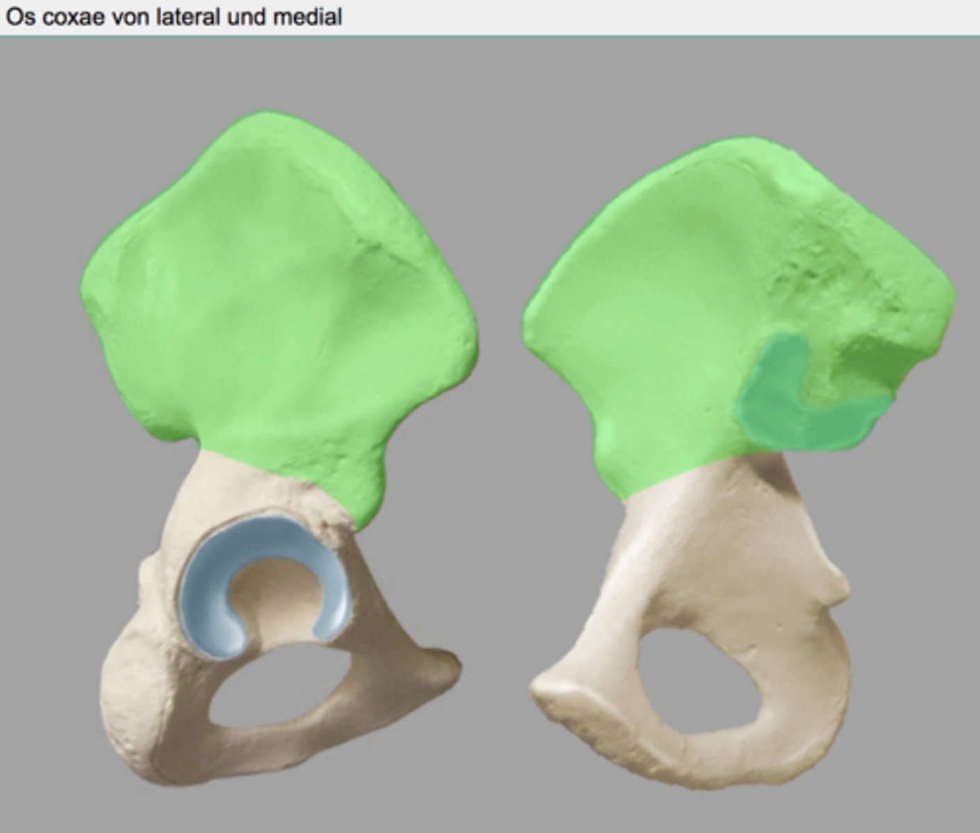 <p>ala ossis ilii</p>