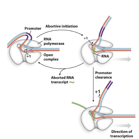 <ul><li><p>RNA pol falls off promoter and tries again</p></li><li><p>happens if RNA pol binds to the wrong promoter, binds wrong or not enough RNA has been made yet to stabilize binding </p></li><li><p><span style="font-family: sans-serif">Happens in the first 8- 10 nucleotides, after</span><span><br></span><span style="font-family: sans-serif">that the association becomes more stable</span></p></li></ul>