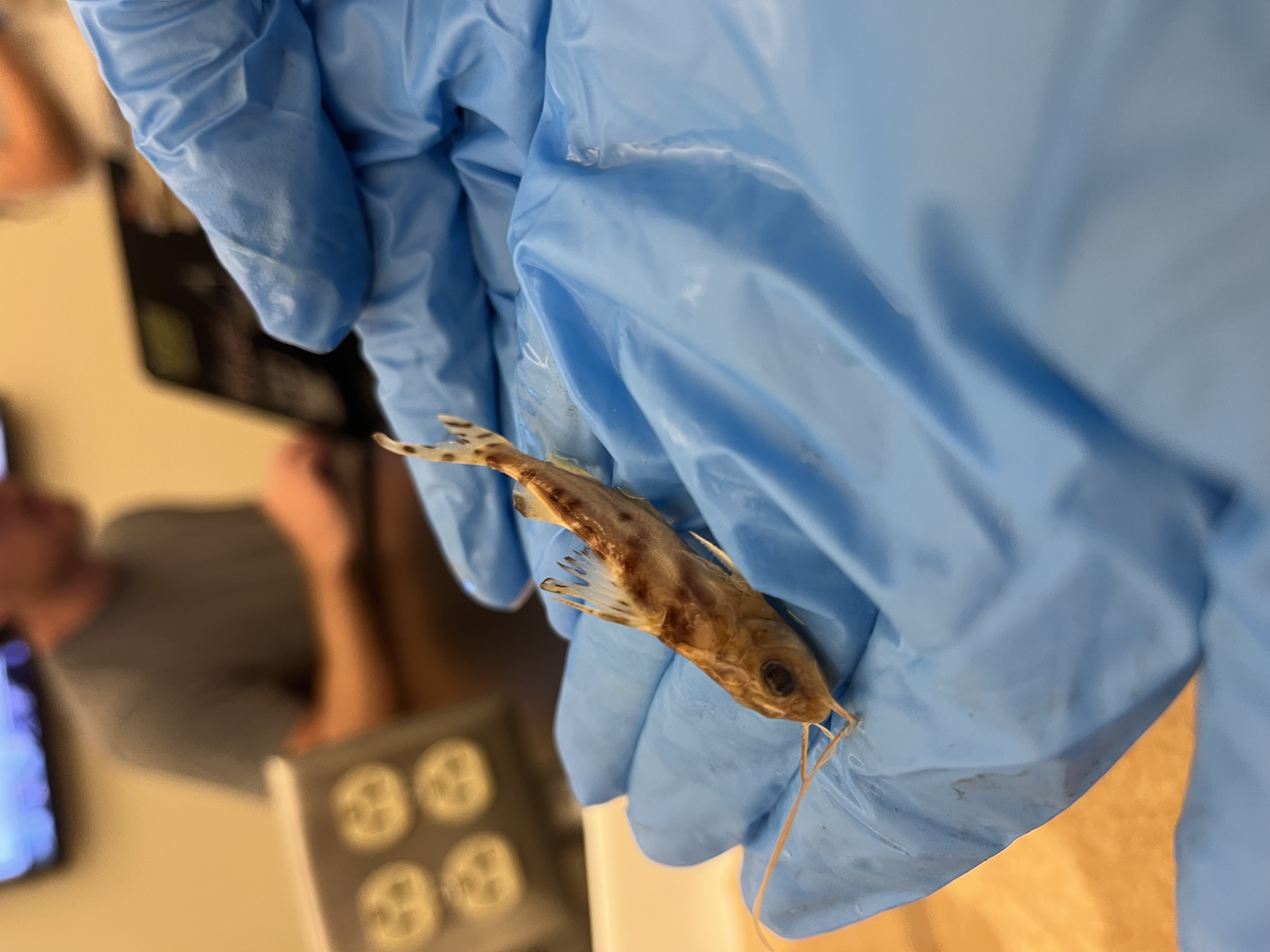 <p>Long-Whiskered Catfish</p>