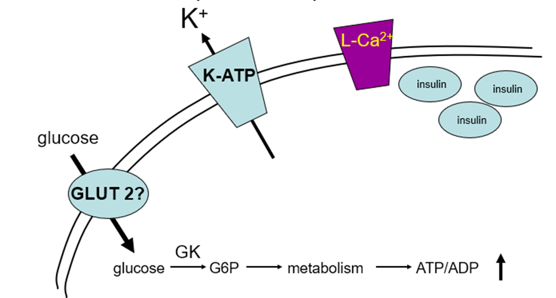 beta cell
GK-glucokinase