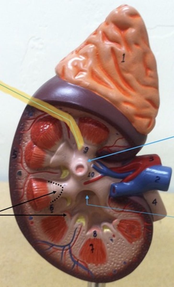 knowt flashcard image