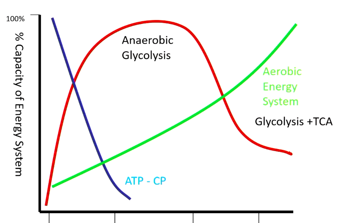 <p>glycolysis</p>