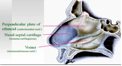 <p>-forms as 2 separate bones on either side of base of trabeculae crania</p><p>-between those 2 plates, can find cartilagenous remnants that can become a tumor</p>