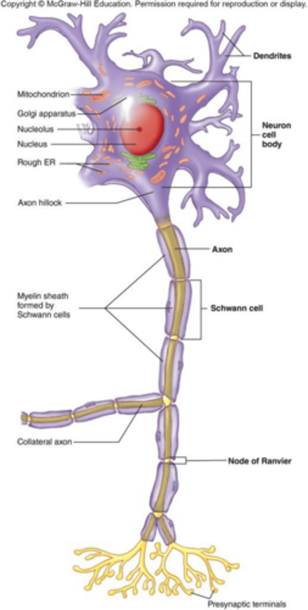 <p>A fatty, protective wrapping around axons that acts as an insulator.</p>