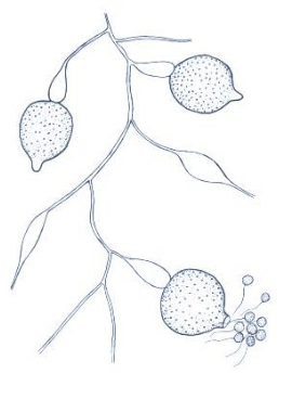 <p>Have multiple sporangia.</p>