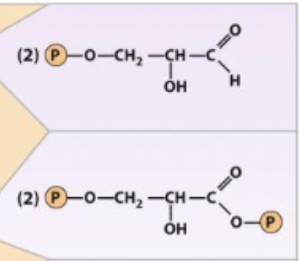 <p>Glyceraldehye 3-phosphate +. inorganic phosphate + NAD<sup>+</sup> ←→ 1,3-Biphosphoglycerate + NADH + H<sup>+</sup></p><p>enzyme and step</p>