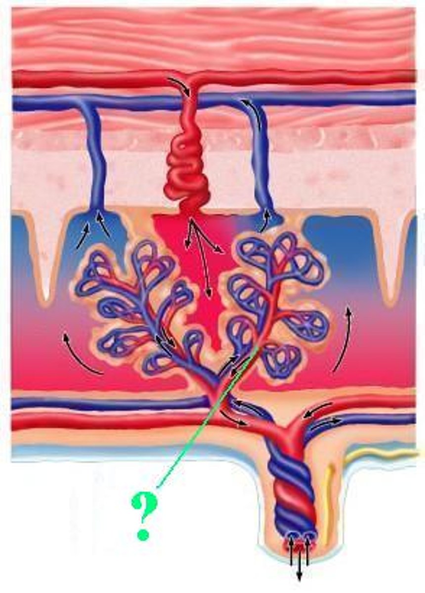<p>fetal venules</p>