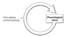 <p>Components of working memory → phonological loop</p><p>_______________ - 2/2 components of phonological loop—<strong> </strong><span><strong>active refreshing of information in the phonological store; “<em>inner voice</em>”</strong></span></p>